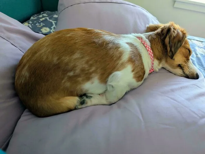 Funny unhinged dog sleeping in a strange loaf position on purple pillows.