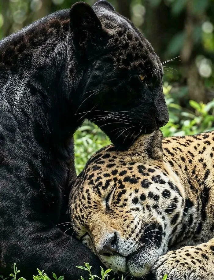 Black Jaguar, A Jaguar With Melanism, A Genetic Condition Causing Excess Dark Melanin Pigment