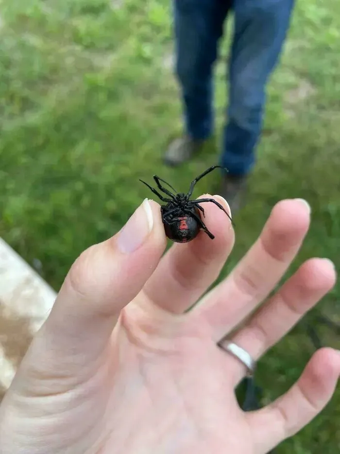 Una viuda negra preñada. NO.