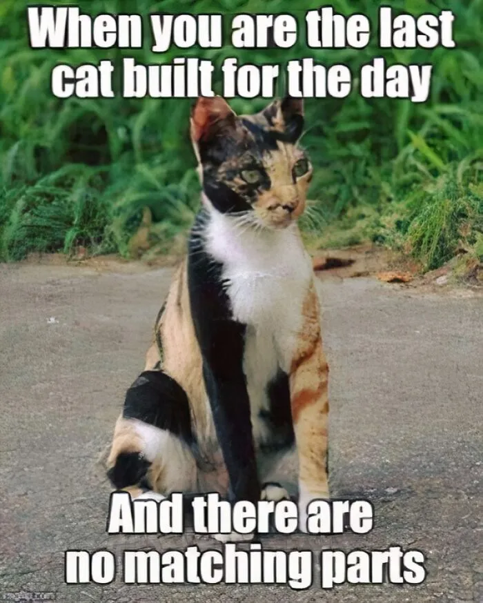 The Last Cat Of The Day