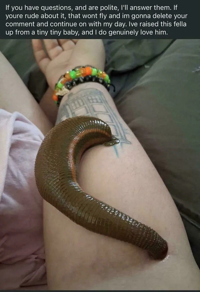 A Pet Leech