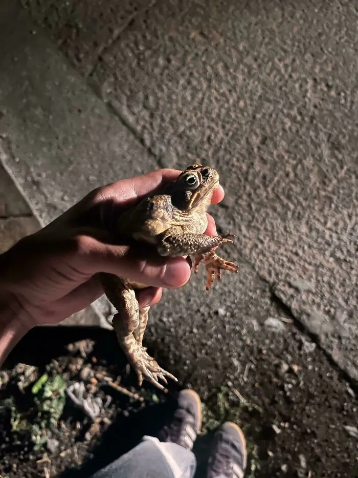 Descubrí un día después que se trataba de un sapo de caña altamente venenoso