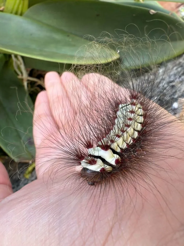 Miren esta hermosura que encontré hoy entre mis plantas. 🥰