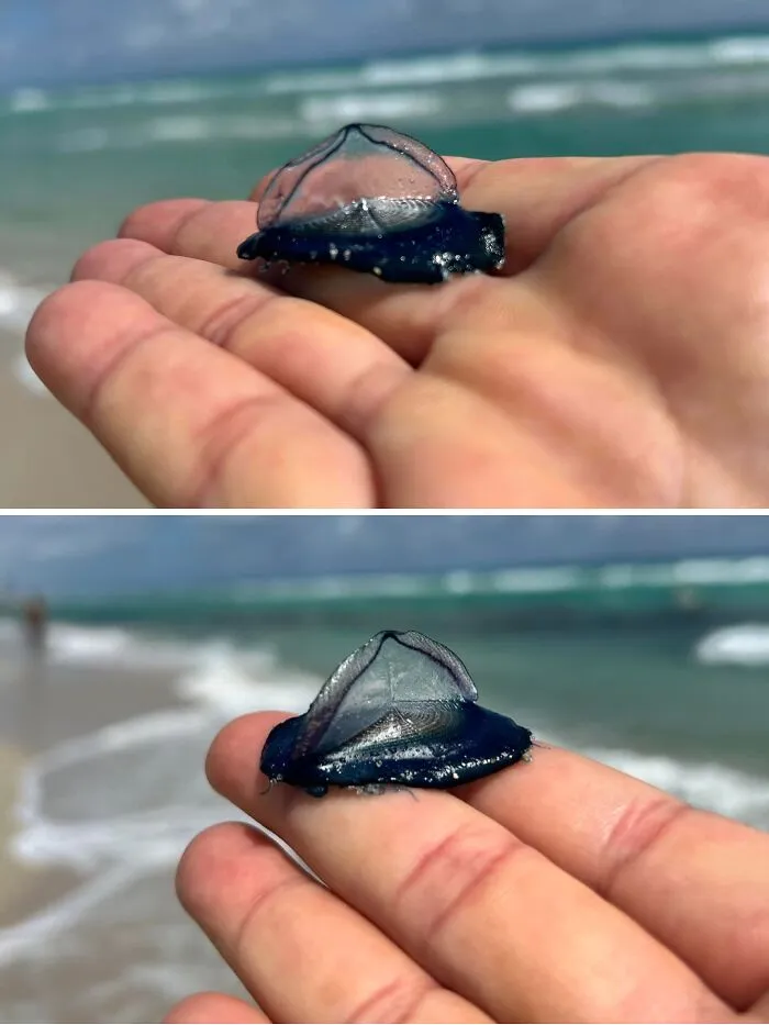 ¿Alguien sabe qué es esto? Cientos de ellos aparecieron hoy en la playa de Miami, Florida.