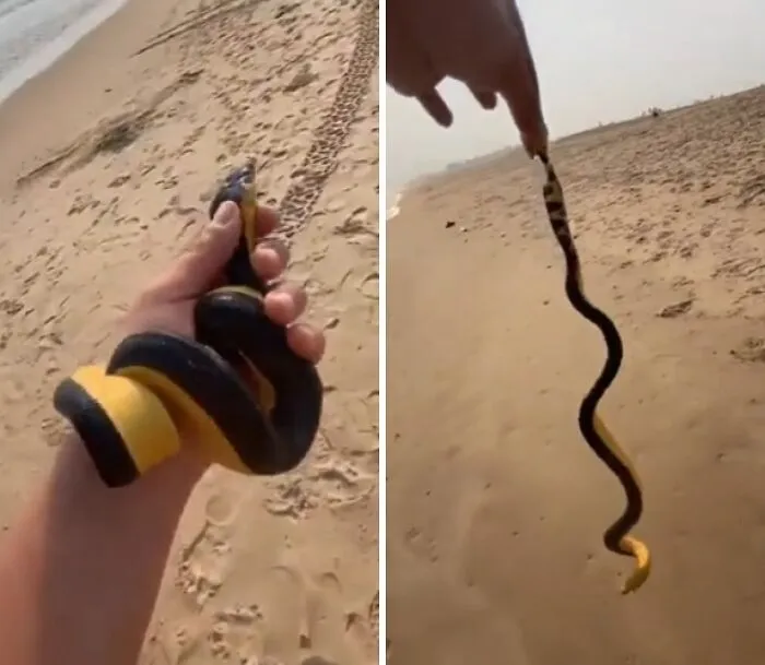 Eso es una serpiente marina amarilla, amigo