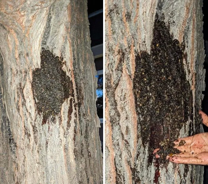 Salí y vi esta extraña mancha marrón en mi árbol