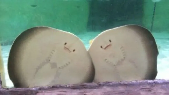 How Stingrays Look Underneath