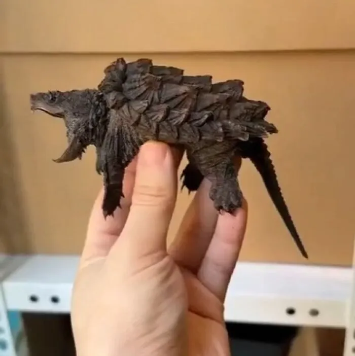 Cría de tortuga aligator