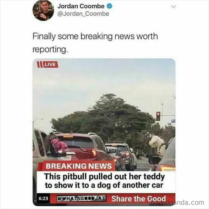 I Love Dogs