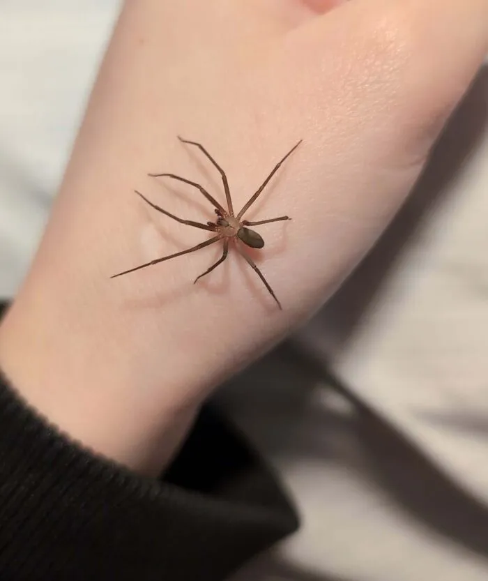 ¿Es una araña violinista?