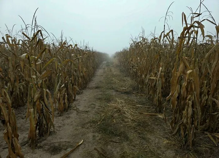 I Was Walking Out In A Corn Field This Morning, It Was Foggy And Overcast, And I Thought This Was Pretty Creepy. No Wind. Silent