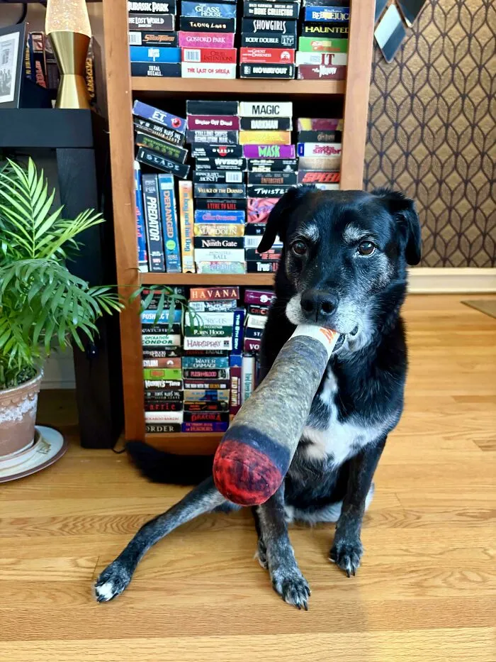 Funny unhinged dog holding a large cigar-shaped toy in its mouth.