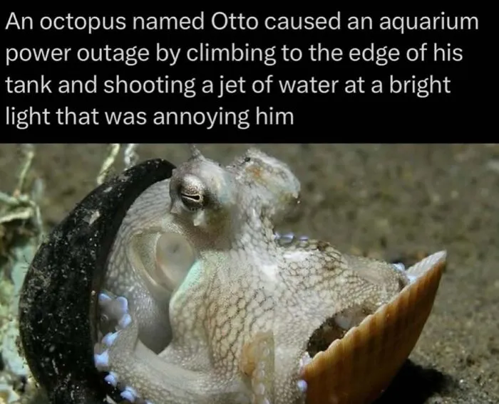 “If Your Arm Is Gone, It’s A Jaguar”: 73 Animal Facts That Sent Us Down A Rabbit Hole For Hours