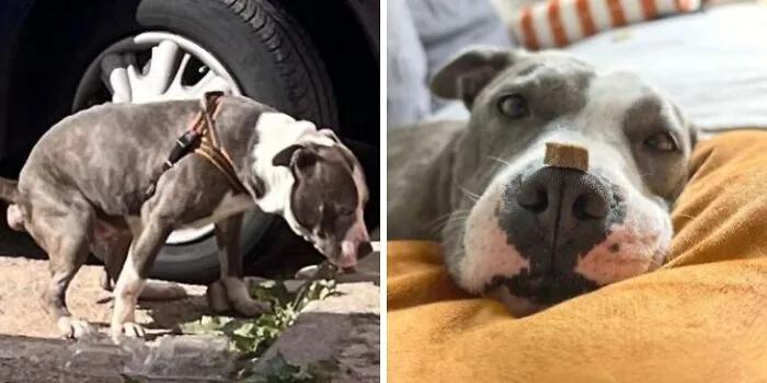 25 Remarkable Dog Rescue Transformations Shared By NIRA That Show The Power Of A Second Chance