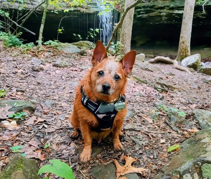 Walks That Actually Feel Like Walks Instead Of A Full Upper Body Workout Start With A <a Style="Display:inline;" Href="Https://Www.amazon.com/Rabbitgoo-Harness-Adjustable-Reflective-Mountain/Dp/B0fkmslvr1?ie=utf8&th=1&linkcode=ll2&tag=bpscorpion-20&linkid=2e69eb794cfe1a3c86d8cbfa0e492078&language=en_us&ref_=as_li_ss_tl" Target="_blank">  <span Style="Font: Inherit; Color: #d74b1f;"> No-Pull Dog Harness </Span> That Finally Puts You Back In Charge Of Where The Two Of You Are Actually Going