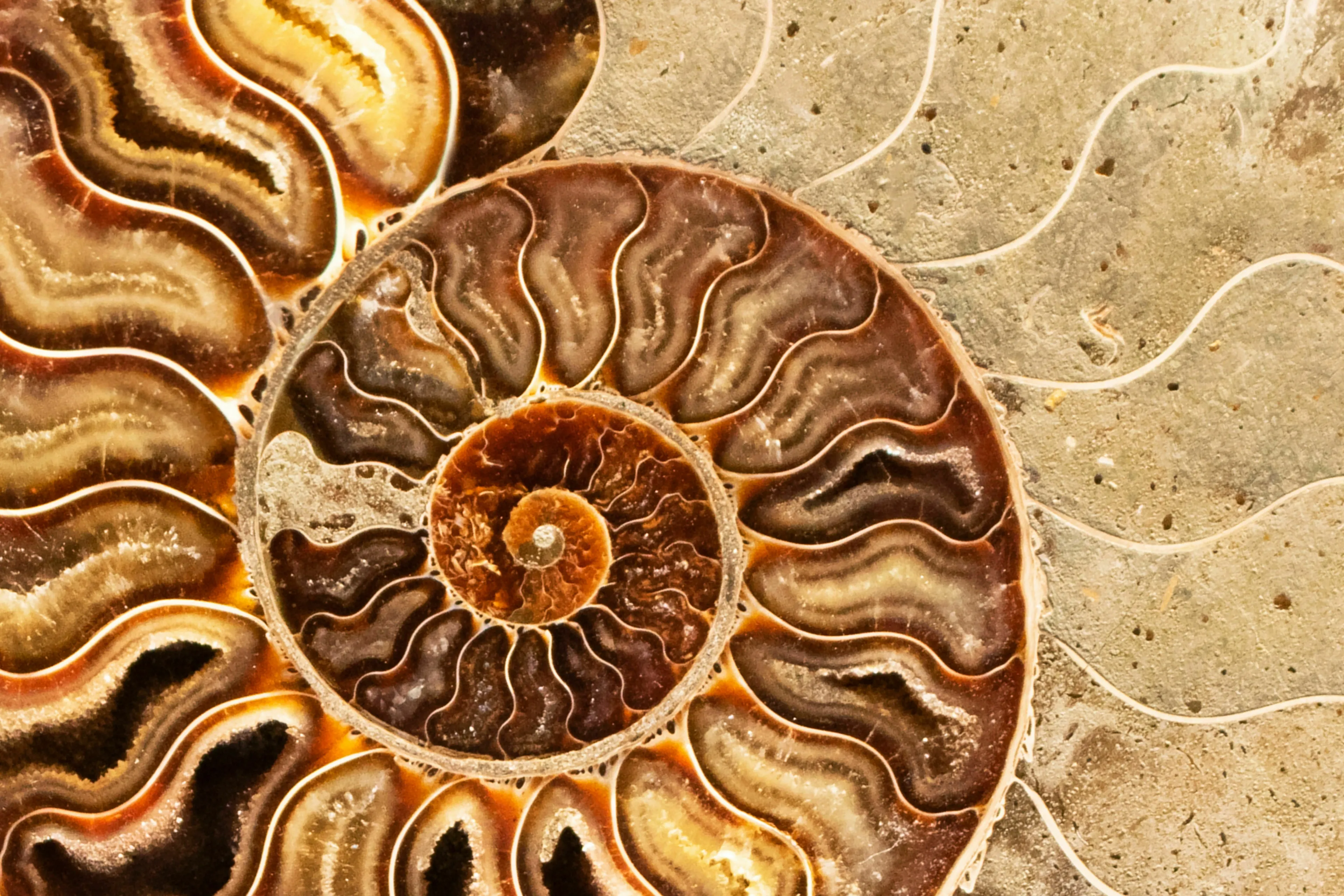 Close-up of a fossilized ammonite shell, showing intricate brown and cream spiral patterns. Great for a General Knowledge Test on prehistoric life.