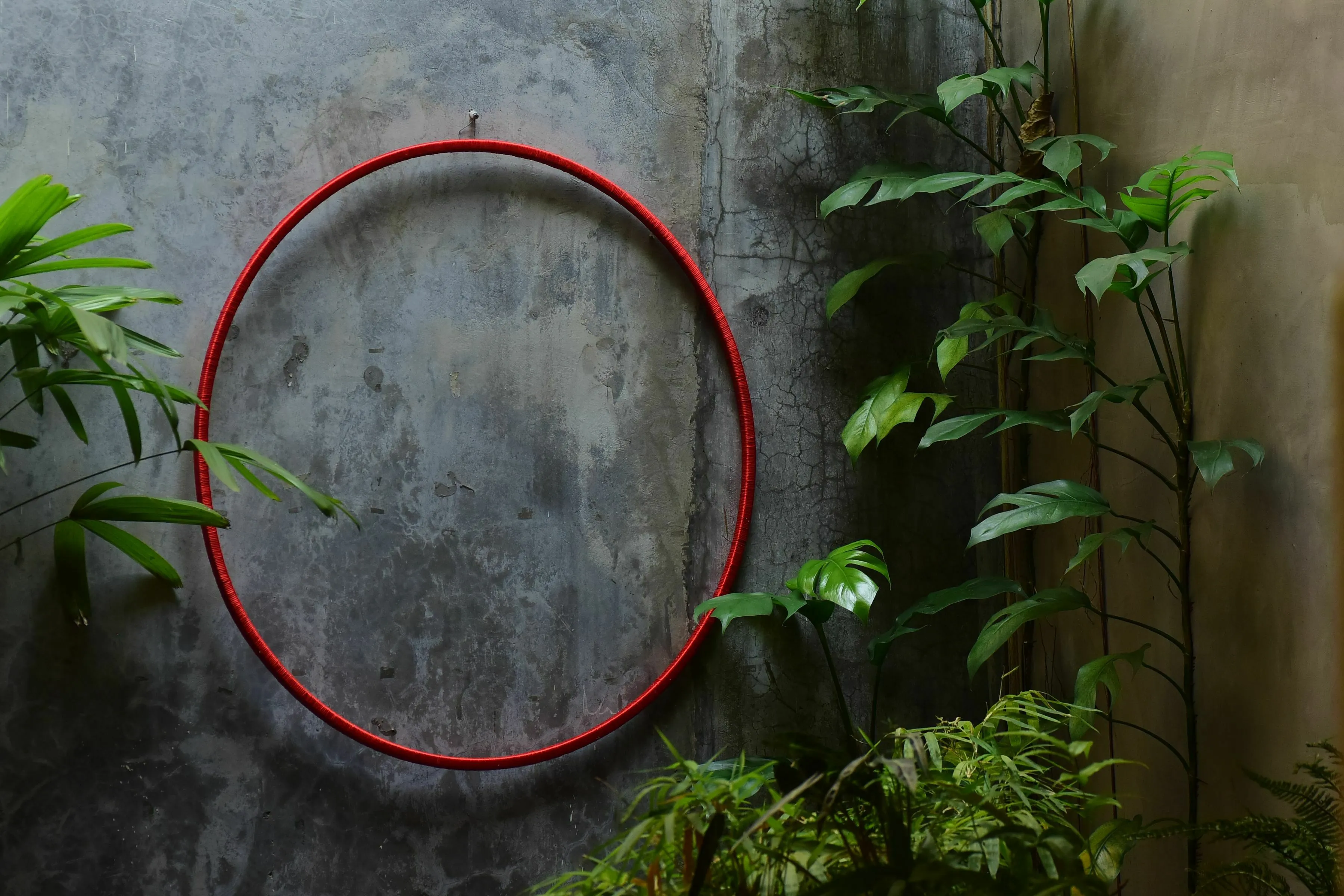 A vibrant red circle hangs on a textured gray wall, surrounded by lush green plants. Test your General Knowledge for High IQs.