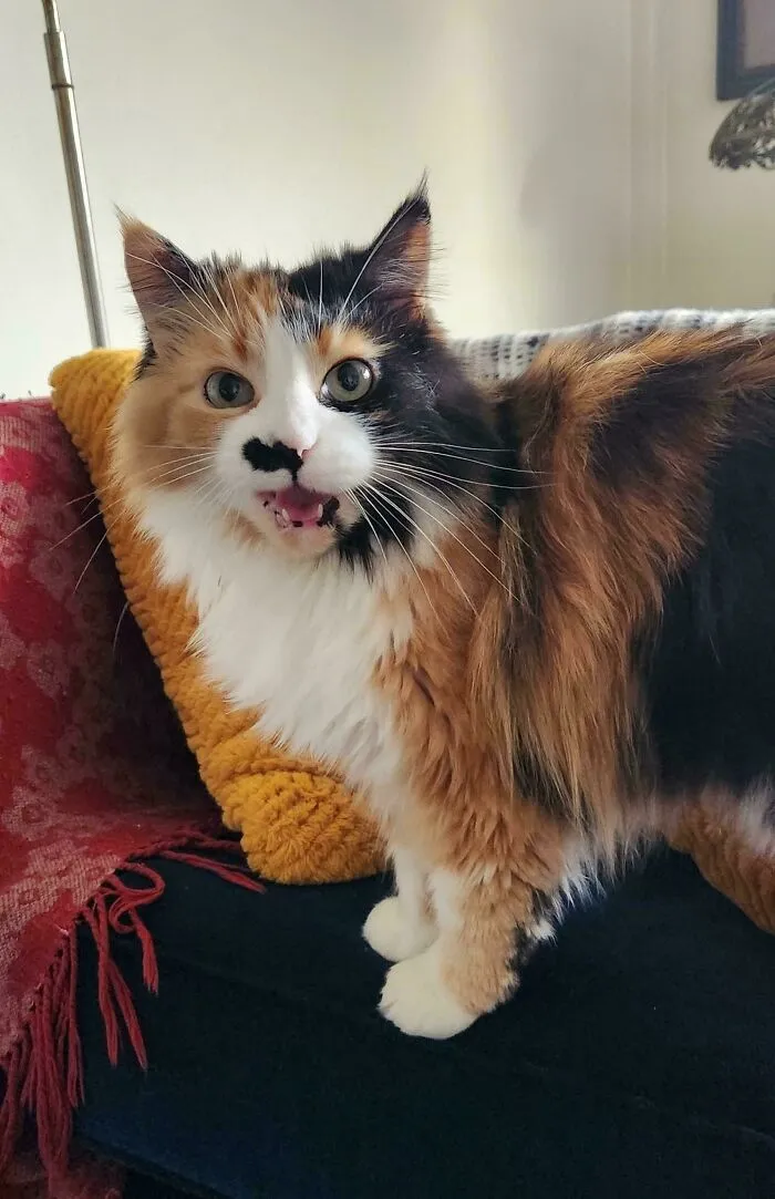 Fluffy tri-color cat meowing on cozy living room couch