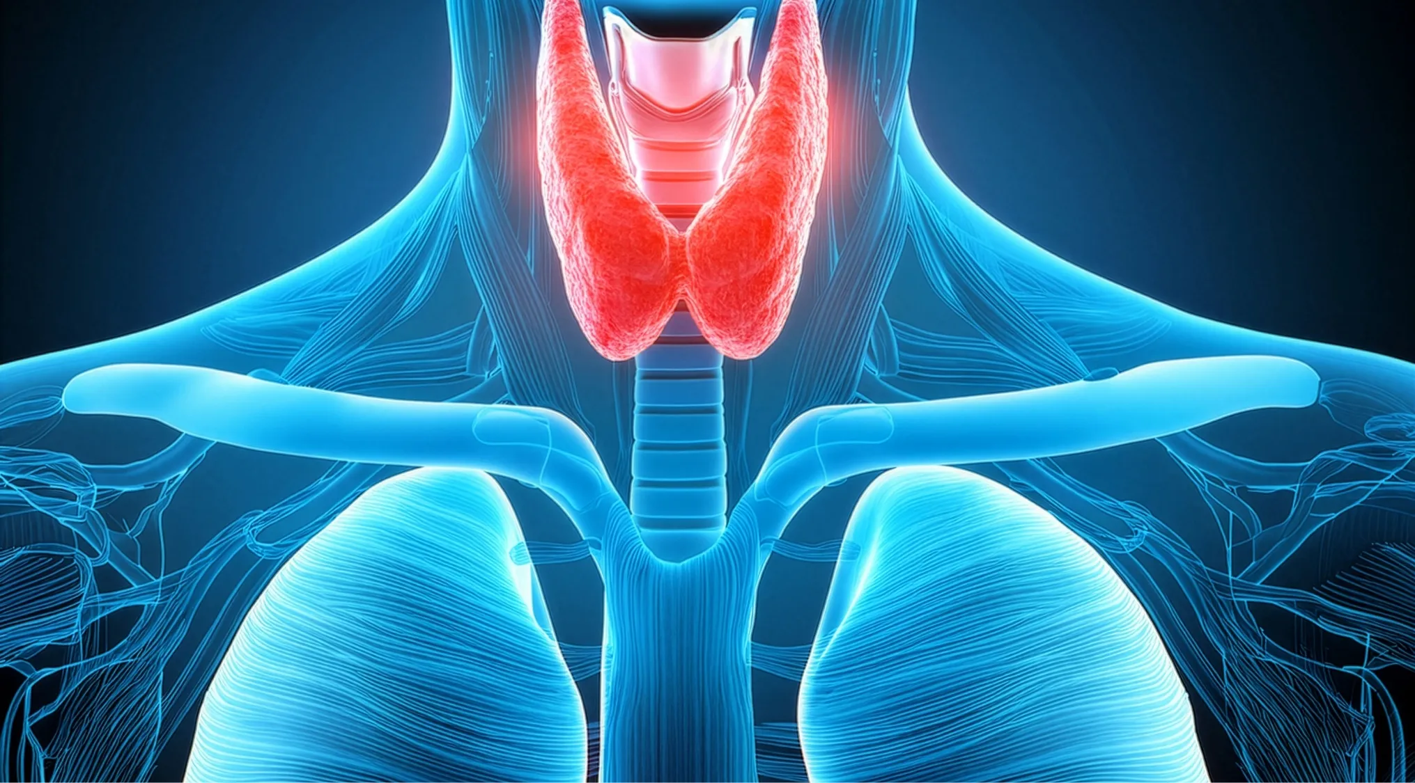 A glowing red thyroid gland depicted in a translucent blue human neck and torso, essential for hormones.