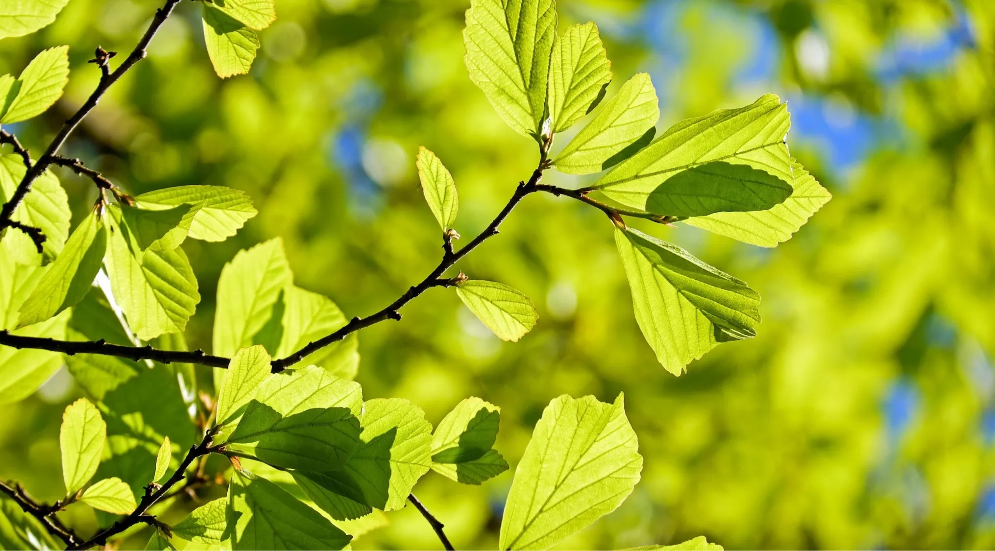 Bright green leaves on branches against a blurred background, illustrating an organism that can produce its own food.