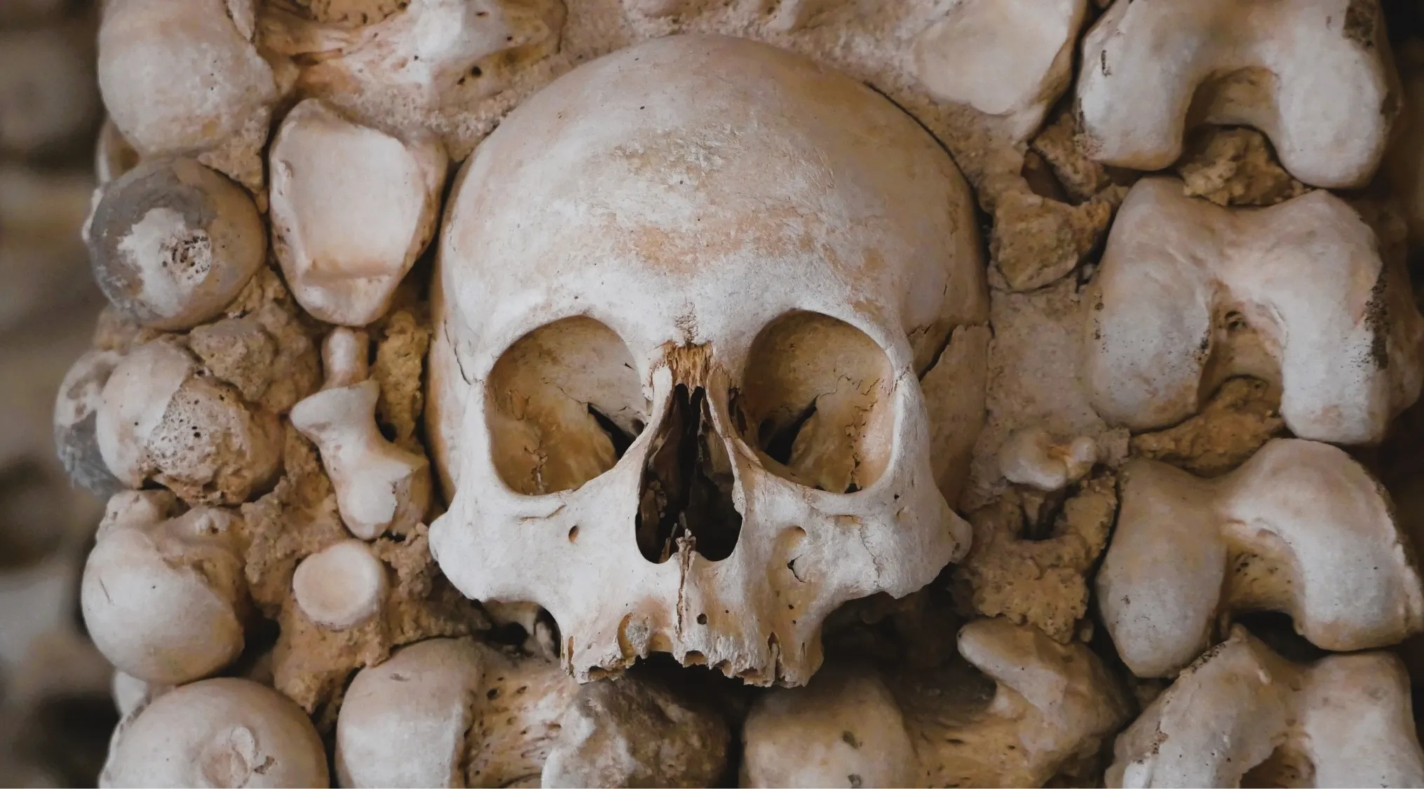 A wall of human skulls and bones, close-up on one skull. Soft tissue inside bones produces blood cells.
