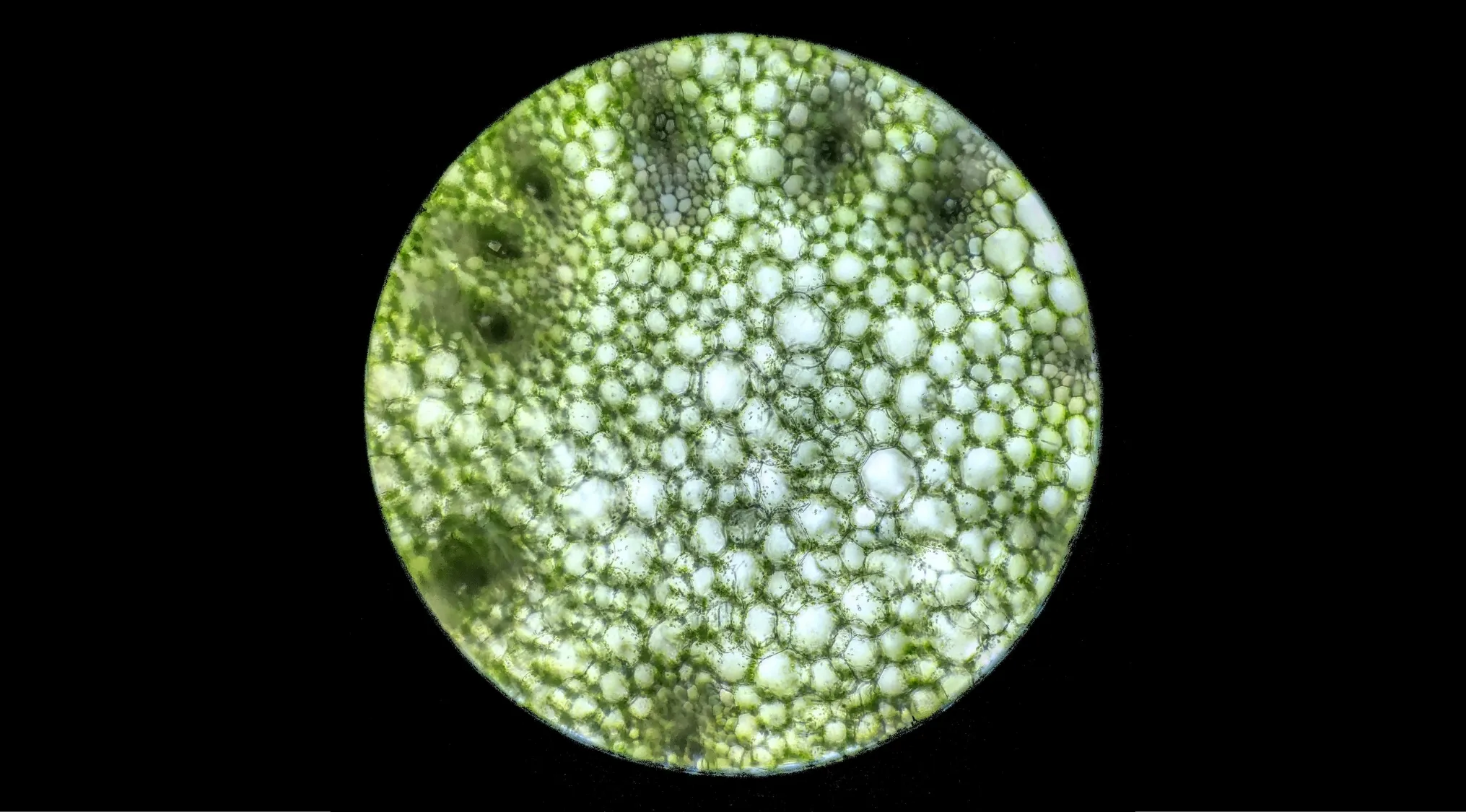 Microscopic view of plant cells, a science quiz related image. Plants convert glucose into energy.