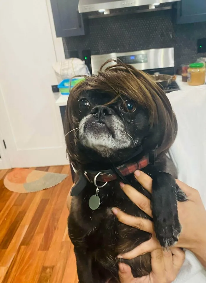 Funny unhinged dog wearing a brown wig and looking directly at the camera.