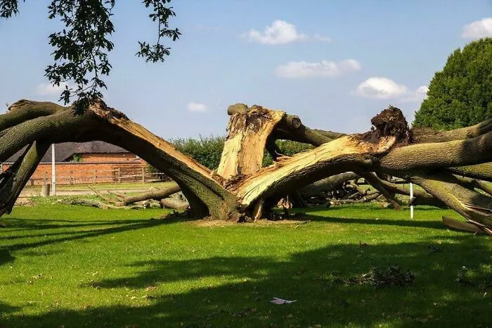 A Tree Split In 3 By Lightning