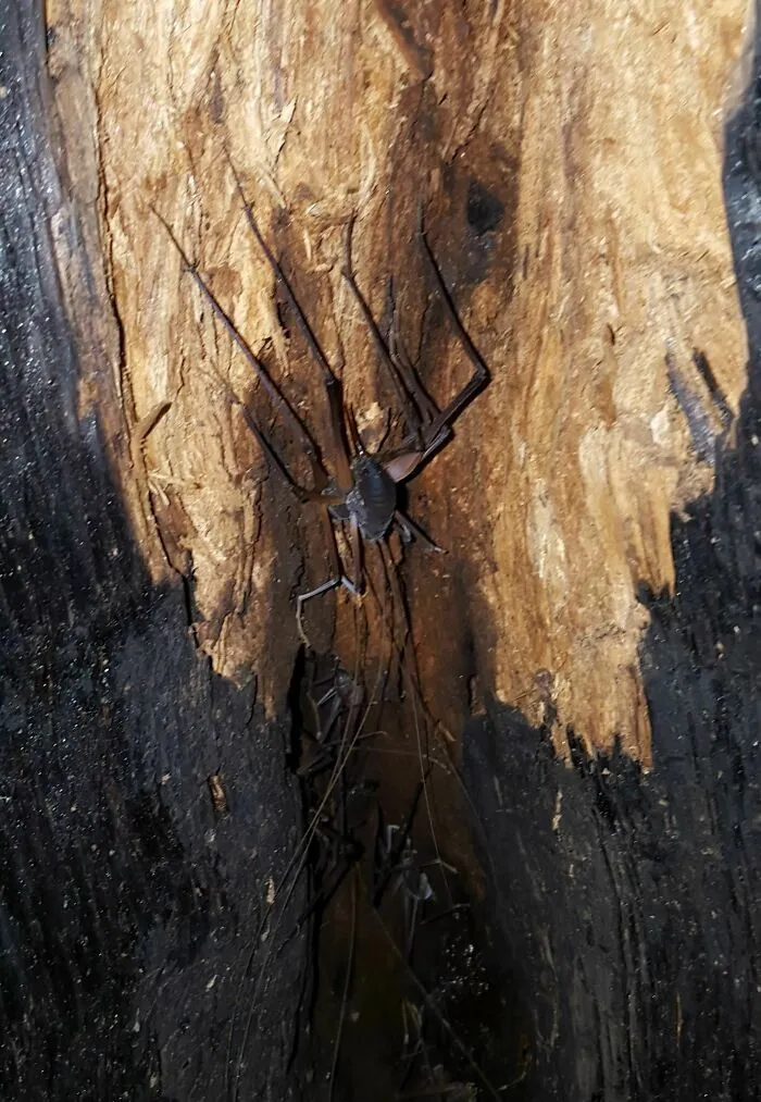 Large (4" Across) Bug Found Inside Burned Out Redwood Stump