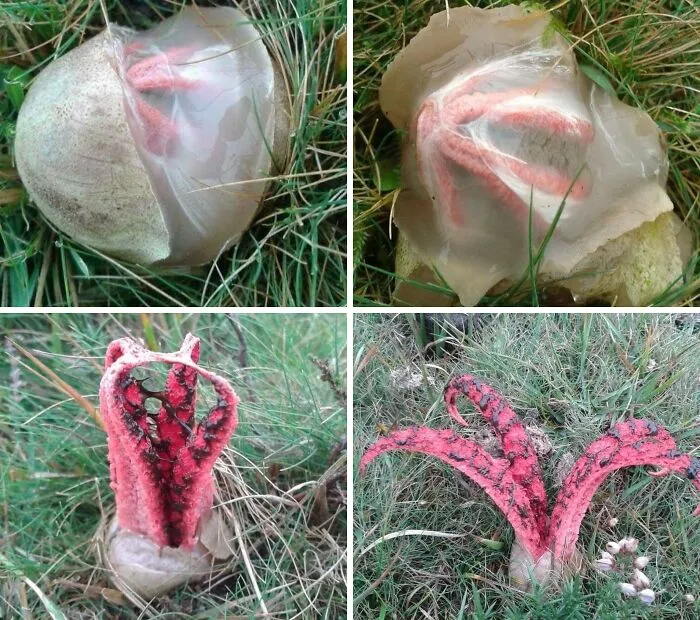 Lovecraftian Fungi