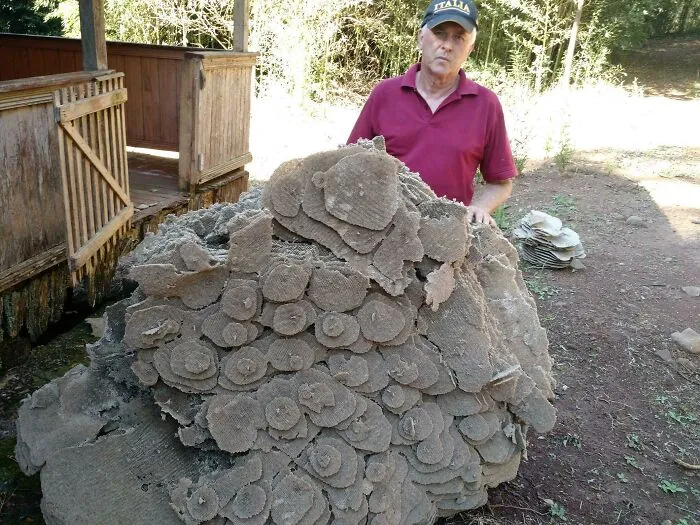 Wasp Nest, Brazil