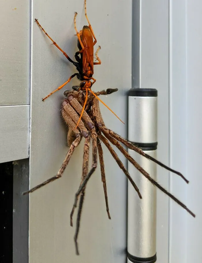 Got Home From Work To Find This Tarantula Hawk Wasp Carting Off A Huntsman Spider (Sydney, Australia)