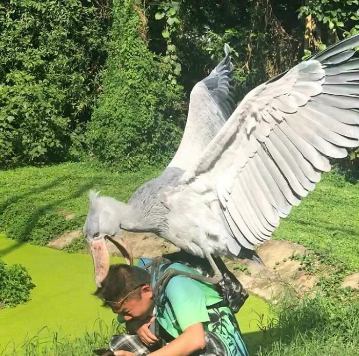 This Shoebill Stork