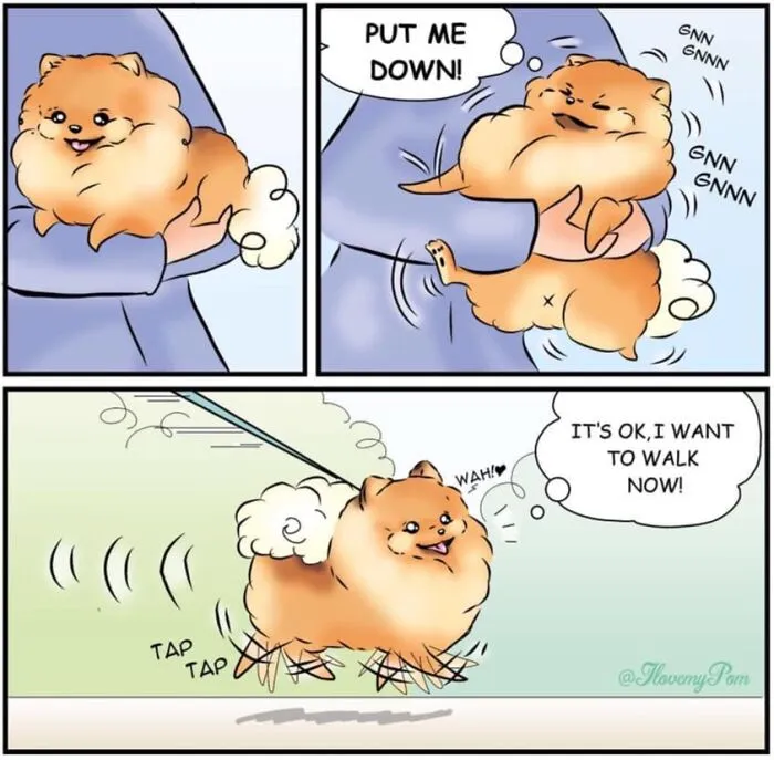This Artist Captures The Chaos, Charm, And Confidence Of Pomeranians In 40 Comics