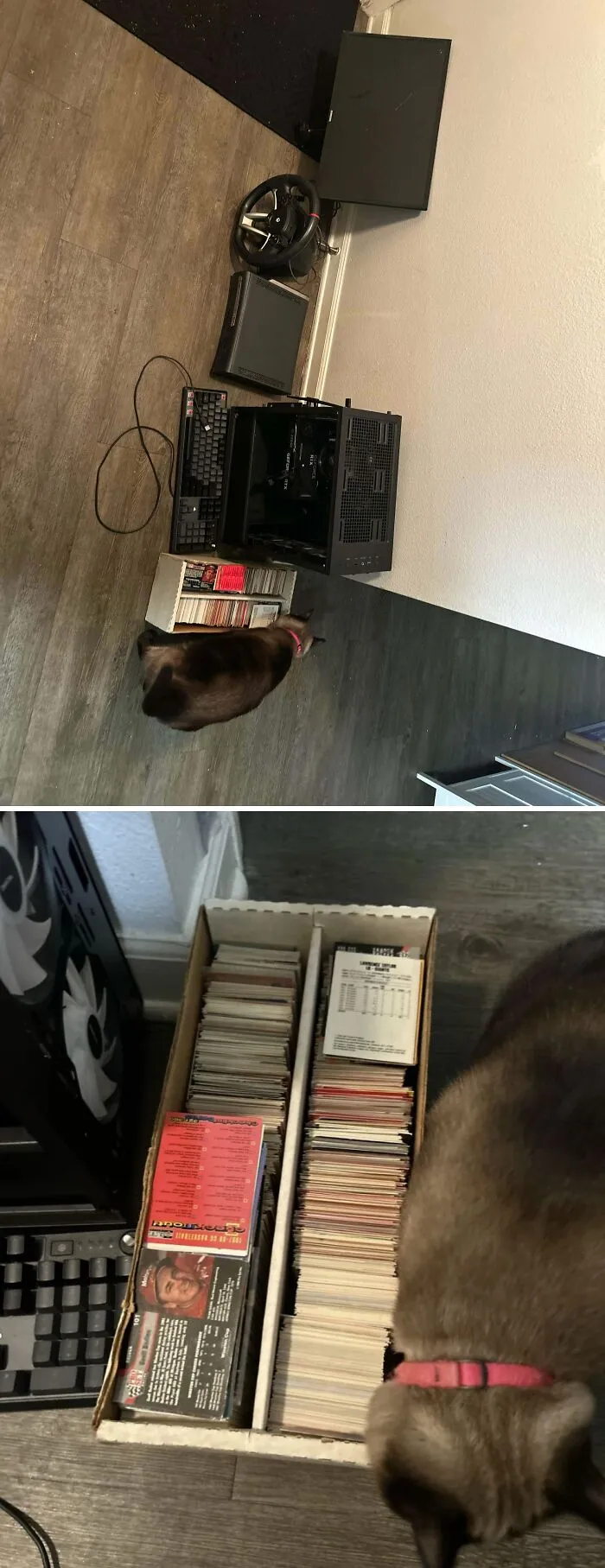 A cat inspecting a box of baseball cards next to a computer setup, highlighting luck while dumpster diving.