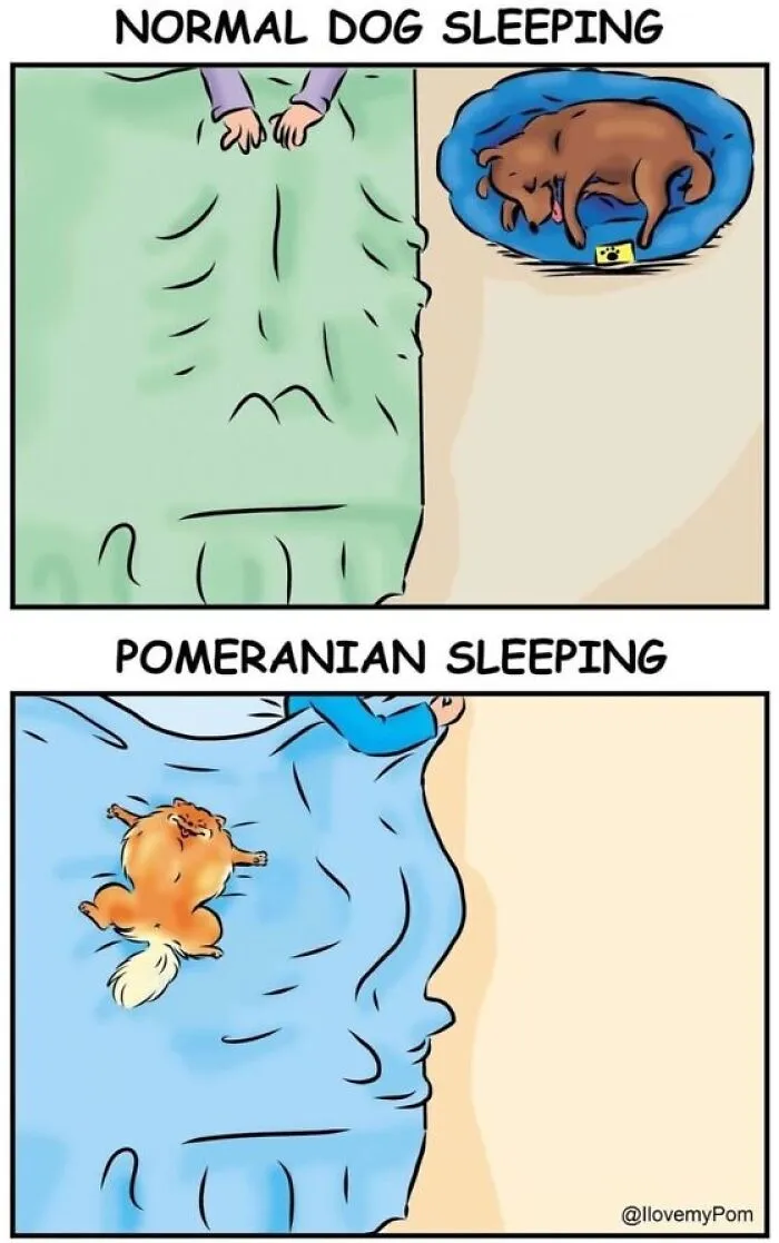 This Artist Captures The Chaos, Charm, And Confidence Of Pomeranians In 40 Comics