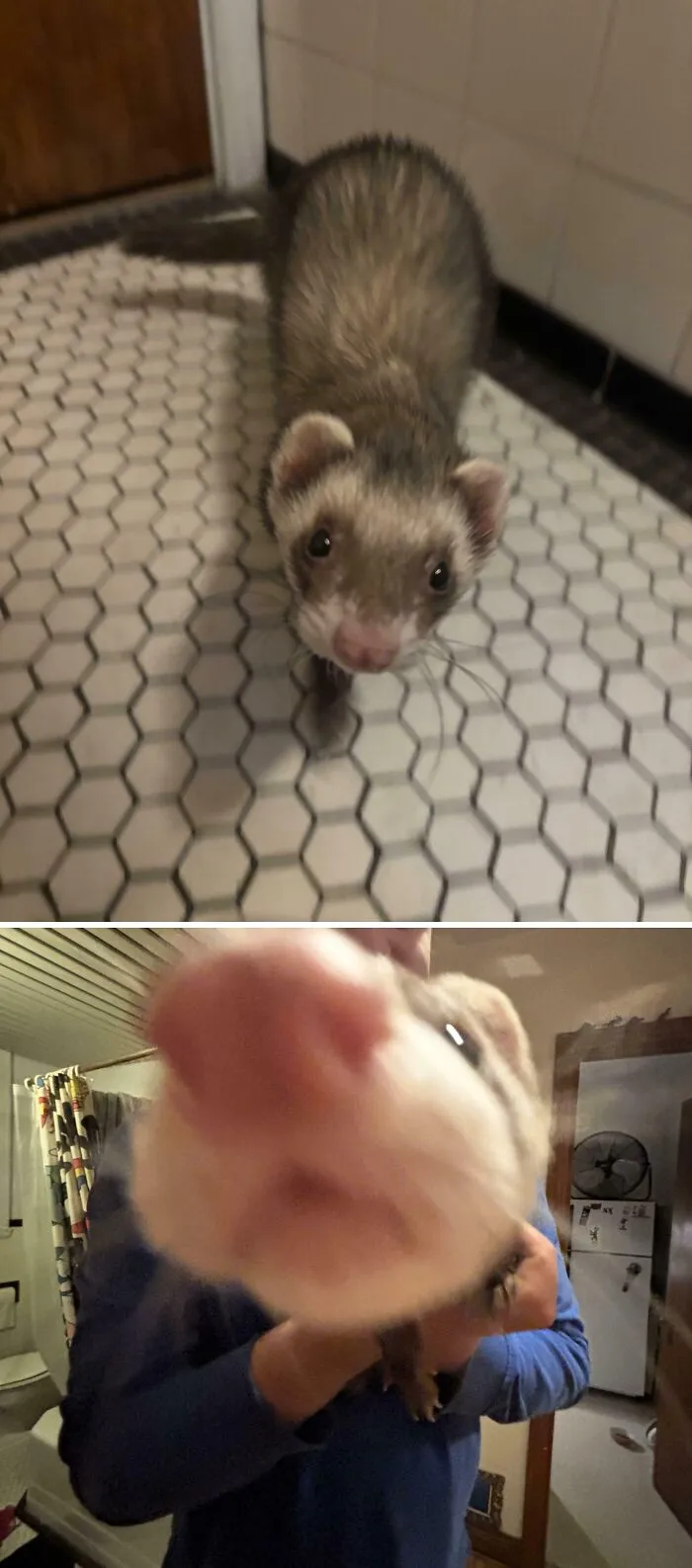 Found This Little Guy In The Trash. Good News We Adopted The Trash Baby Say Hello To Jello