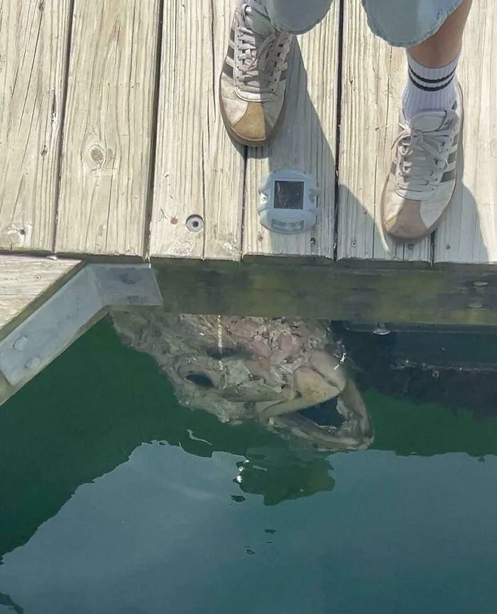 Found In A Harbor Where I Live