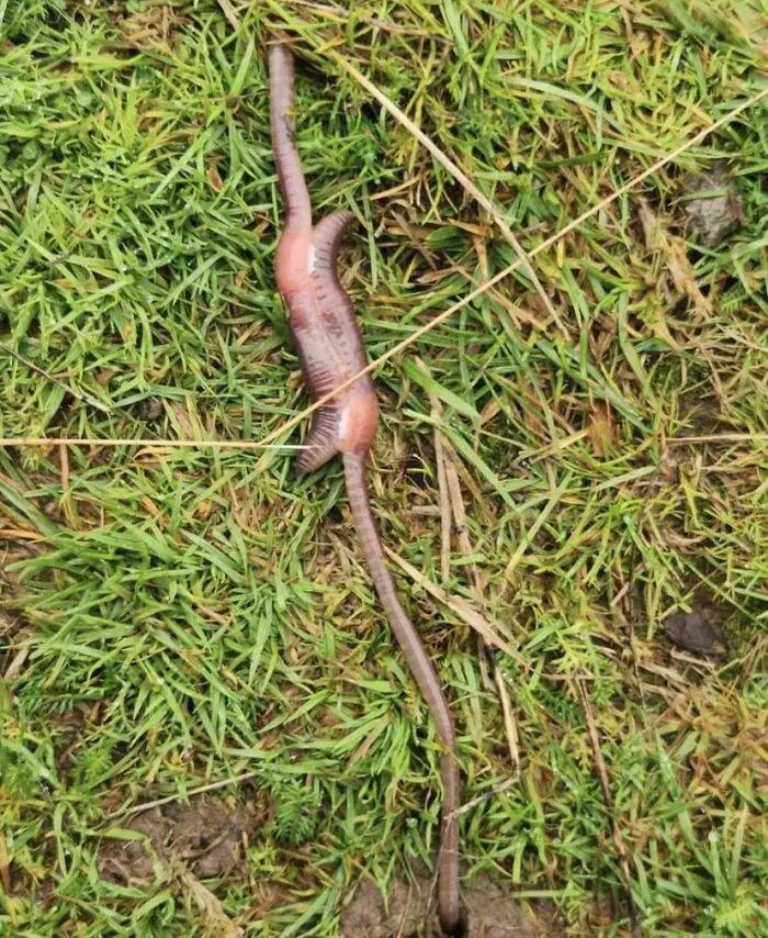 These Worm(S) I Found Outside