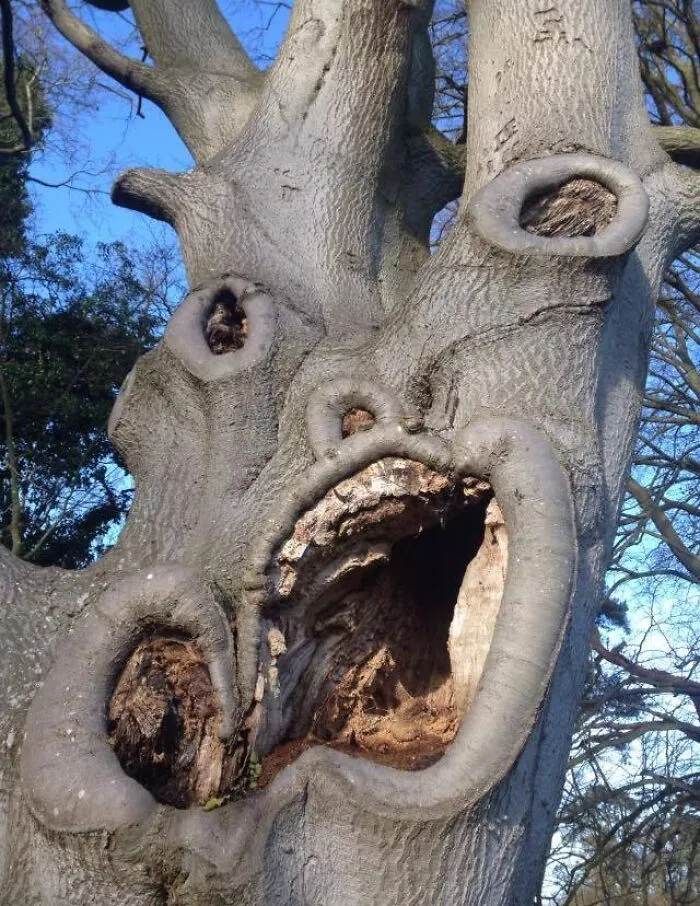My Sister Spotted This Tree Growing Outside A Retirement Home