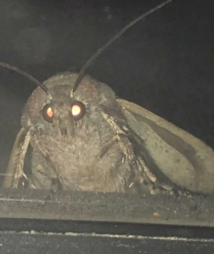 Close Up Of Moth Outside My Window