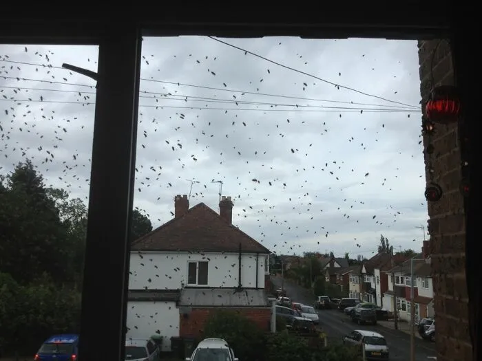 A Plague Of Wasps Taking Over Our Street
