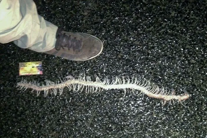 Found This Little Guy Crawling Around Outside My Friends House
