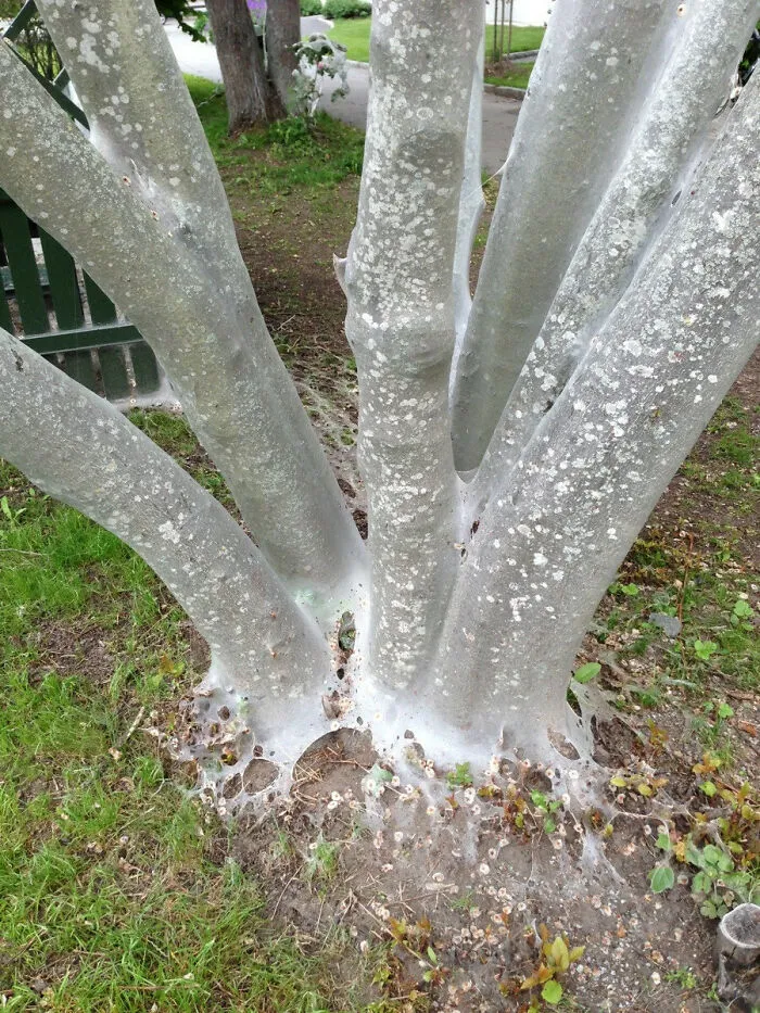 I Saw A Post Here Before About A Tree Which Was Covered With Web Made By Some Kind Of Larvae. I Was Skeptical About That, Until Today