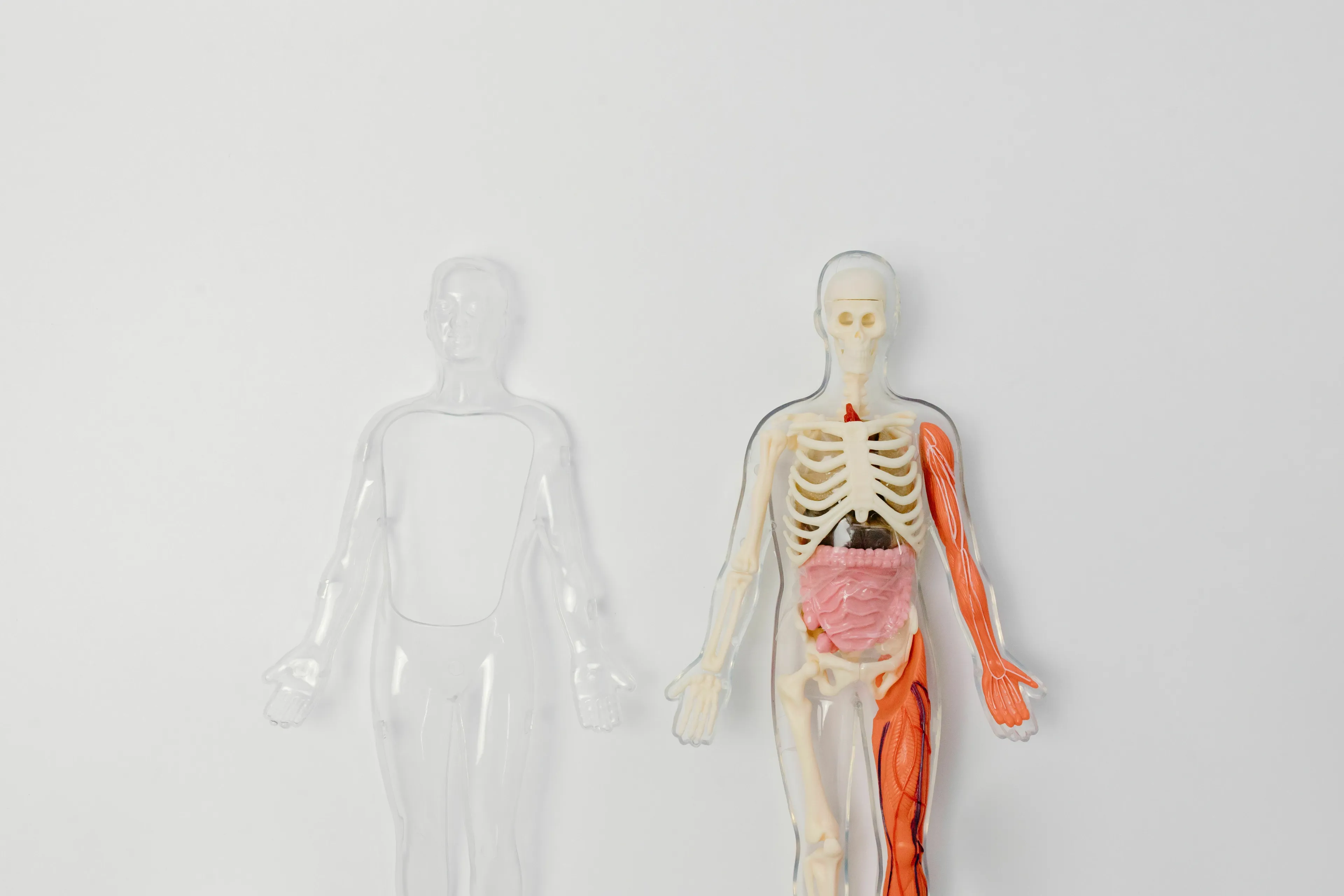 A general knowledge quiz image with two human body models, one clear and one showing organs and skeleton, asking for the largest organ.