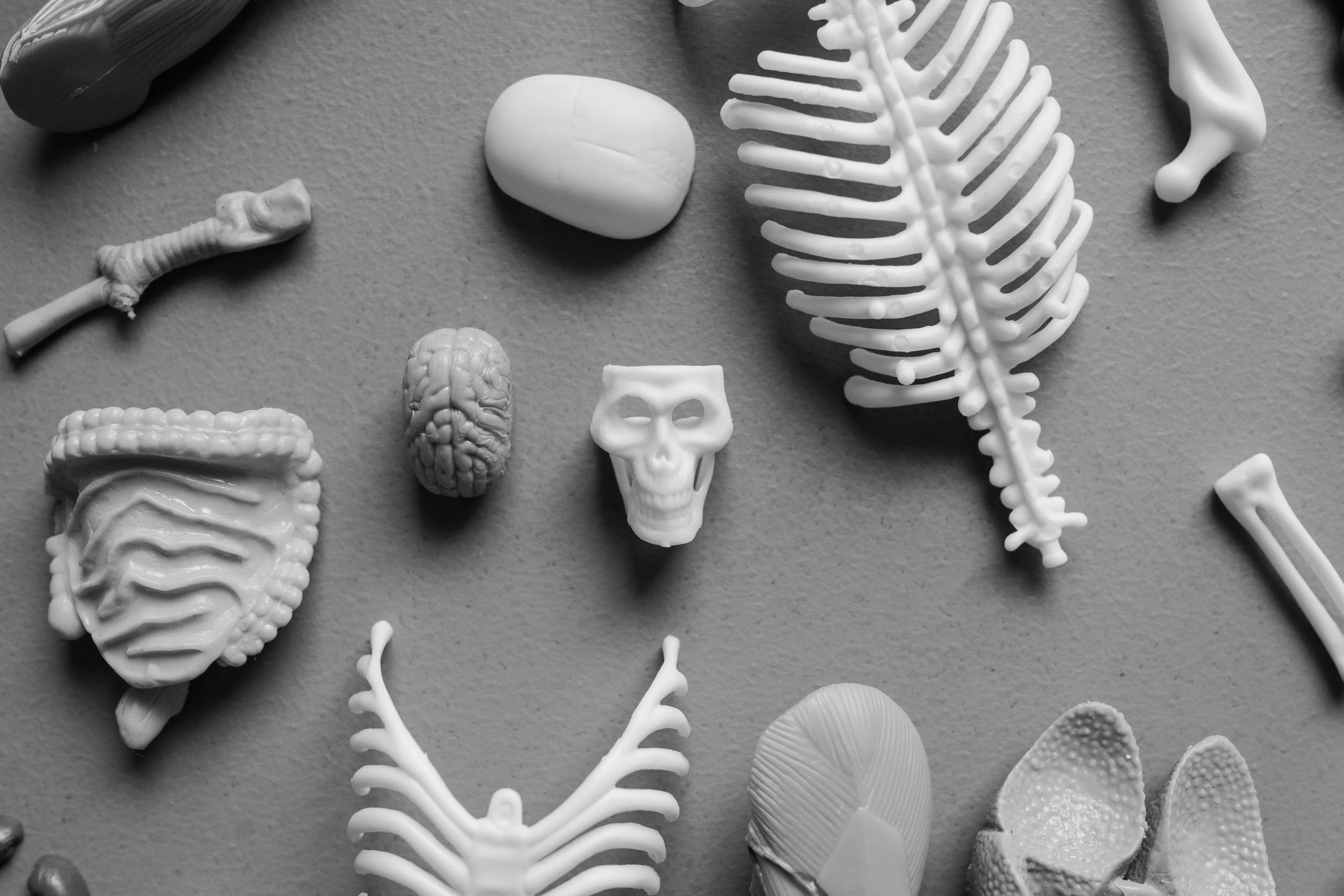 A black and white overhead shot of various miniature human body bone models for a General Knowledge Quiz.