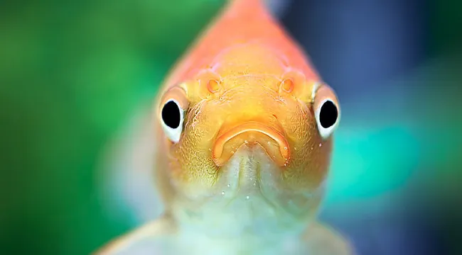 A close-up of a goldfish with a sad expression, reflecting on how you handle loneliness.