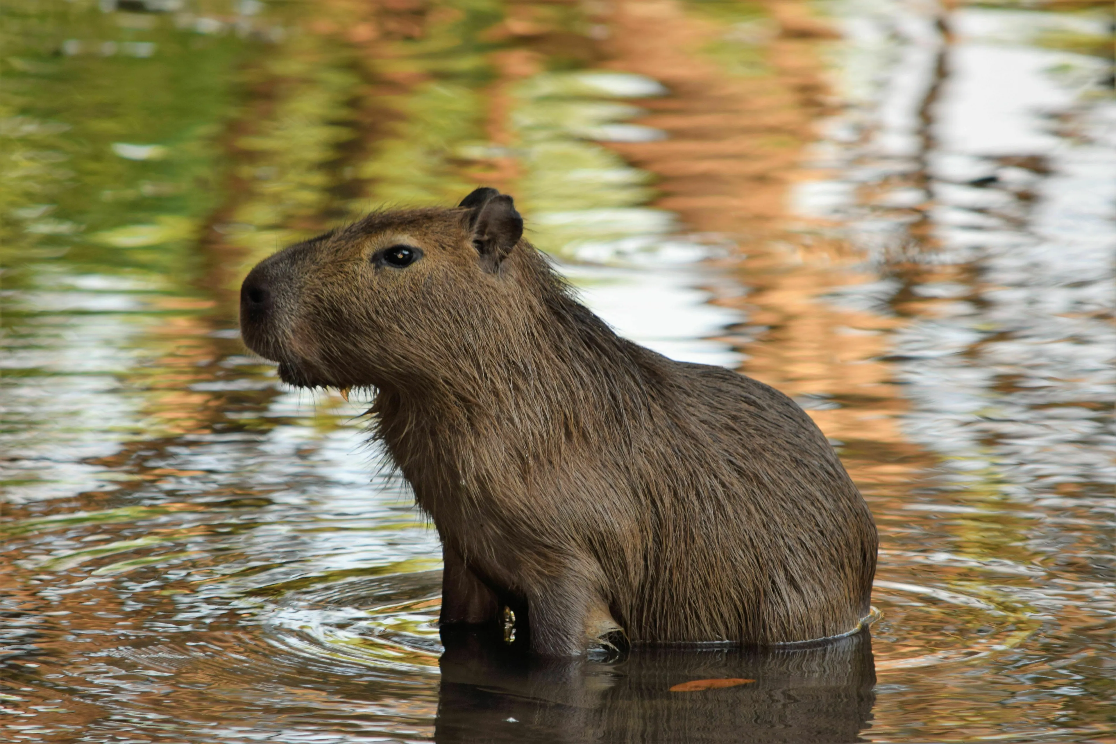 A furry animal, likely a capybara, standing in water for a Pub Trivia Quiz question.