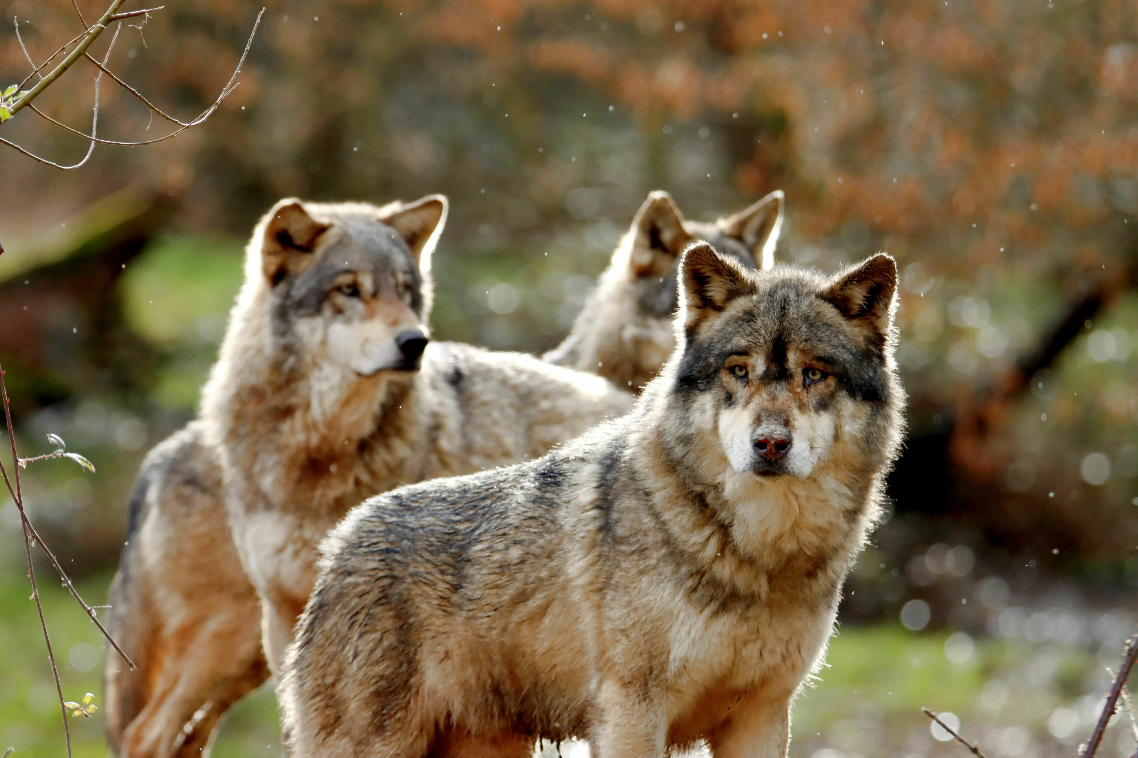 Pub trivia quiz: A group of wolves in their natural habitat, looking alert and majestic.