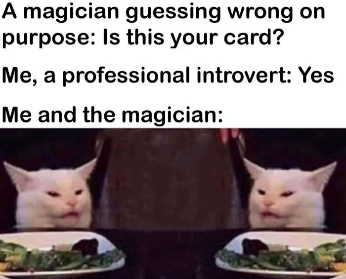 A relatable meme of two cats looking confused at a dinner table, representing a professional introvert and a magician.